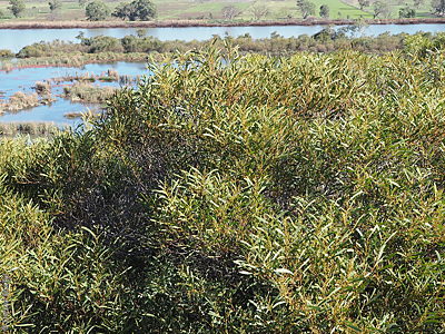 Acacia hakeoides plant Denzel Murfet Paiwalla
